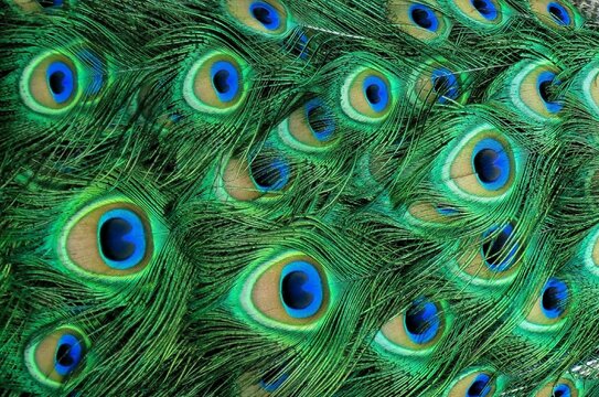 Colorful Peacock Feathers Textured Pattern Background