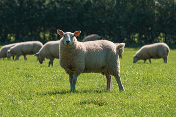 Obraz premium Sheep and lamb in the field