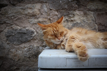 Katze Langhaarkatze rotes Fell müde gähnen liegt liegen strecken Augen zu schlafen 