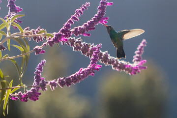 hummingbird eating nectar © willymona