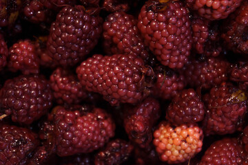 Closeup of blackberries and red berries