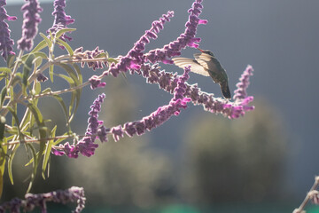 hummingbird eating nectar © willymona