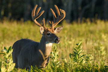 White Tailed Buck at Big Meadows Late on a Summer Afternoon