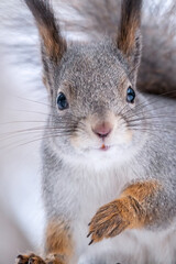 Portrait of a squirrel in winter on white snow background