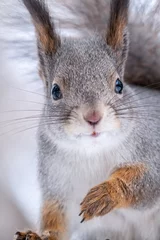 Fototapete Grau Porträt eines Eichhörnchens im Winter auf weißem Schneehintergrund