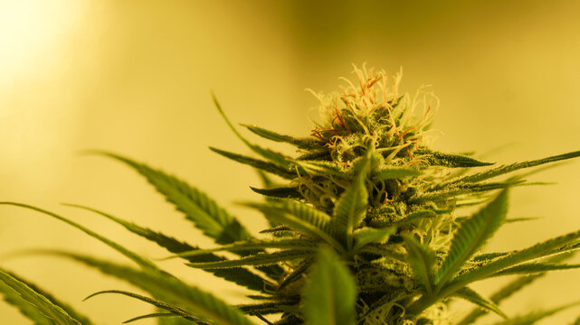 Cannabis Bud in indoor Mango seeds feminized Close Up
