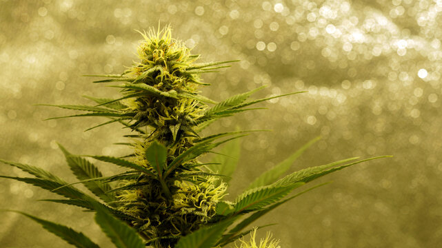 Cannabis Bud in indoor Mango seeds feminized Close Up