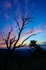 Symmetry - Clouds and Dawn Colors with a Dead Tree's Bare Branches on Skyline Drive