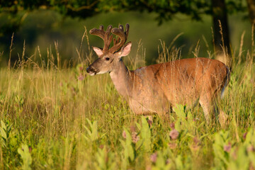 Naklejka na ściany i meble White Tailed Buck in Velvet on a Summer Afternoon at Big meadows in Shenandoah National Park