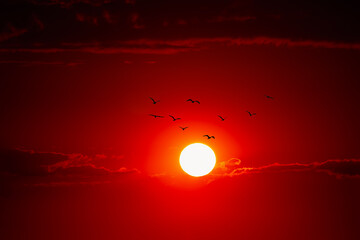 Big sun and flock of birds . Majestic African Sunset 