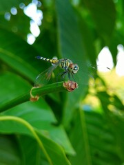 dragonfly on a leaf