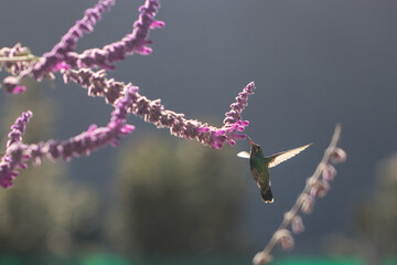 hummingbird eating nectar © willymona
