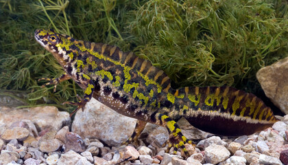 Marbled newt, male / Marmormolch, Männchen (Triturus marmoratus)