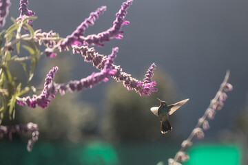 hummingbird eating nectar © willymona