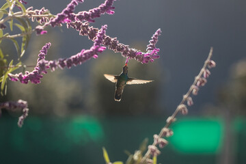 hummingbird eating nectar © willymona