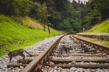 Fototapeta premium A group of young grey cats sitting on a train track and looking away from the camera. Different body positions of cats, like sitting, crouching, licking and standing.