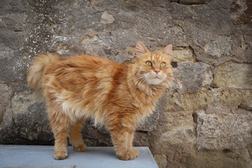 Katze Katzenbuckel krumm stellt auf aufstellen rotes Fell große grüne Augen anschauen erschreckt knuffig schön struppig