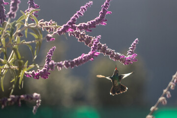 hummingbird eating nectar © willymona