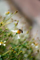 Bee on a flower