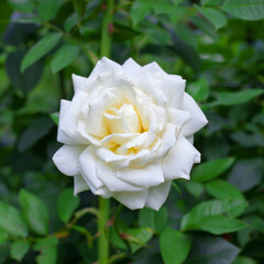 White garden rose in full bloom. Close-up shot