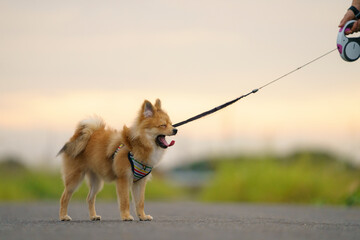 あくびをする犬