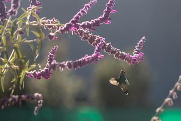 hummingbird eating nectar © willymona