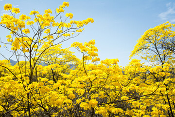 Obraz premium yellow flowers in the field
