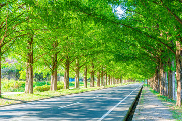 Obraz premium メタセコイア並木 滋賀県 マキノ 観光地