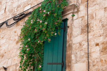 Kapar ciernisty Capparis spinosa roślina śródziemnomorska porastająca ściany i okno starego miasta w Trogirze. Charakterystyczne drobne listki z różowymi kwiatostanami, owoce jadalne. Pnącze chorwacki - obrazy, fototapety, plakaty