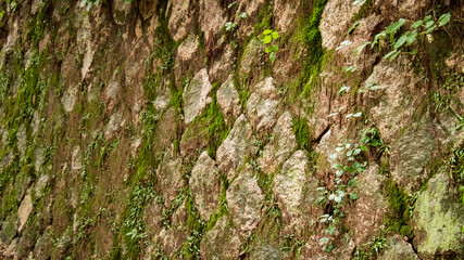 mossed stone wall