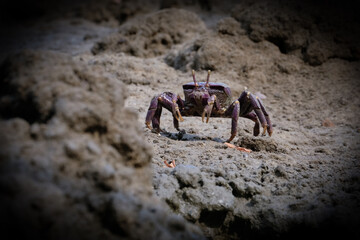 Krabbe, Krabben, Krebs, Krebse, im Sand, Scheren