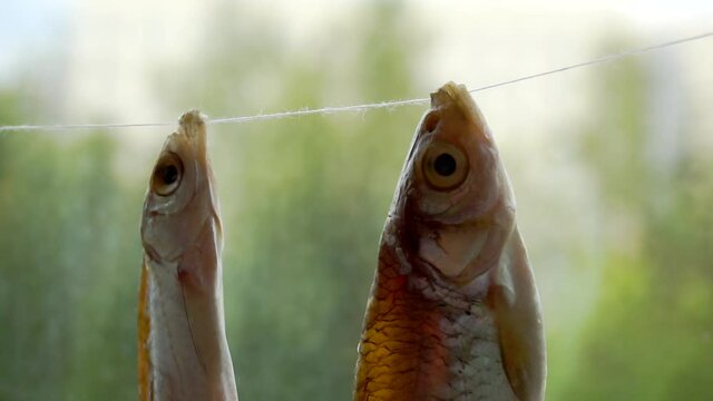 salted river fish dried hanging on a rope.close-up.