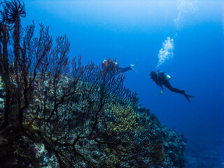 オオイソバナが繁るリーフを行くダイバー。沖縄県伊江島