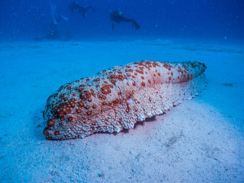 Giant Sea Cucumber Photos Royalty Free Images Graphics Vectors Videos Adobe Stock