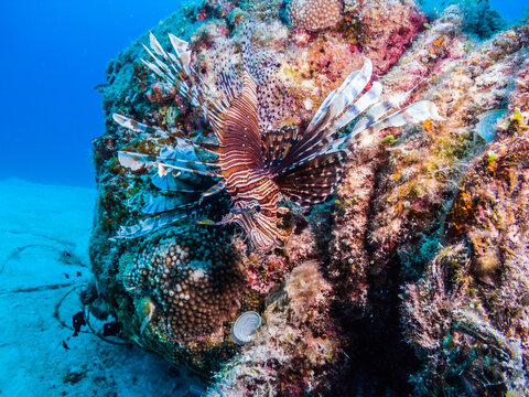 ハナミノカサゴ。学名: Pterois volitans (Linnaeus, 1758)
英語名: Red lionfish  沖縄県伊江島