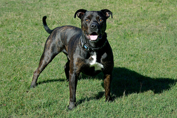 black and white dog, Staffordshire Bull Terrier.