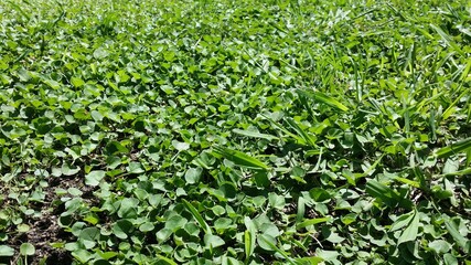 green grass background