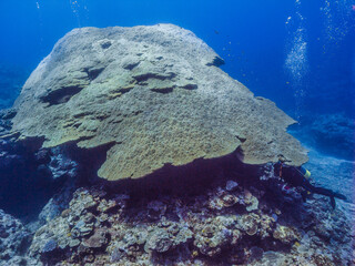 日本最大級のハマサンゴのコロニー。ダイバーと比較するとその大きさがわかる。沖縄県伊江島