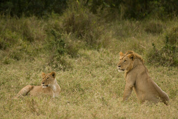 Naklejka premium Young juvenile lions in the Maasai Mara, Kenya