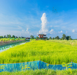 The countryside, green paddy rice field with beautiful sky cloud in upcountry Thailand.