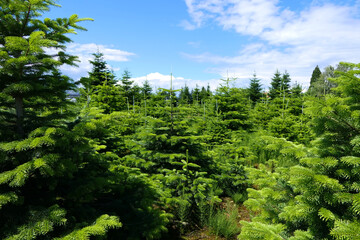Christmas tree plantation in summer with regrowing fir trees