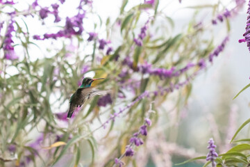 hummingbird eating nectar