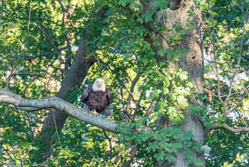 Bald eagle perched on tree branch in forest on sunny day
