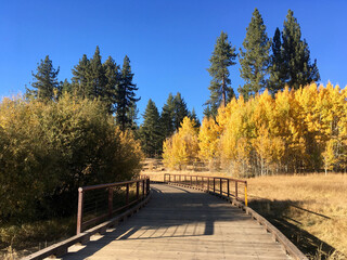 A path through the meadows with golden fall/autumn colors near Lake Tahoe, California
