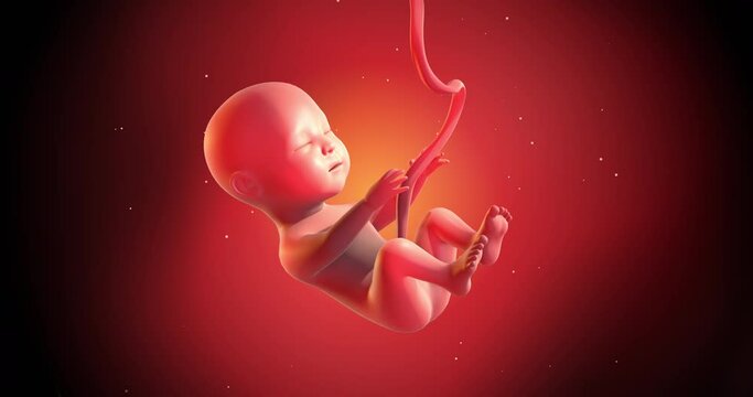 3D Human Baby Fetus CG Animation. Slowly Moving In Mother&rsquo;s Womb. Seamless Loop. Ready To Give Birth. Science And Health Related High Quality 4K 3D Animation
