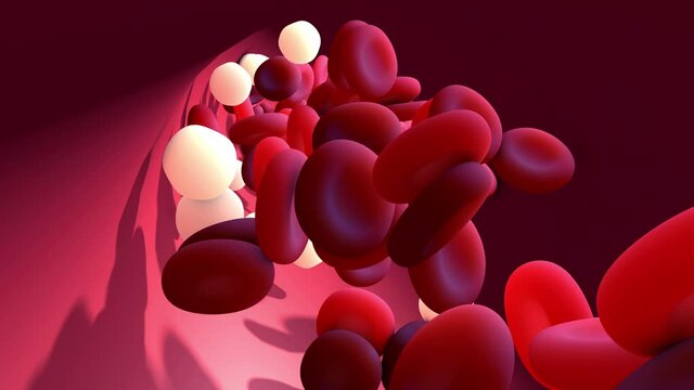 Blood white and red blood cell circulating in the circulatory system, veins, arteries and capillaries