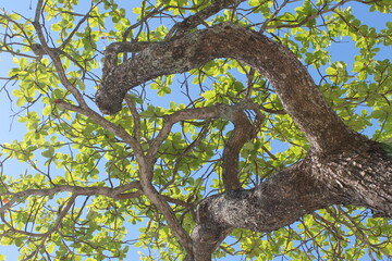 looking up for a tree, sun and the blue sky
