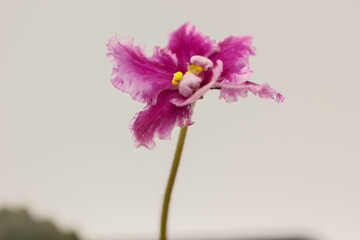 Closeup African Violet. Ruffled variegated pink Saintpaulia. Variegated pink African Violet.  Closeup bloom photograph 