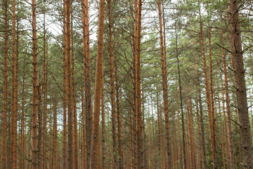 Tall and even trunks of pine trees in an evergreen forest.
