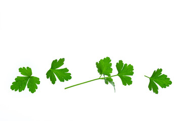 closeup of chopped flat-leaved parsley leaves on white background with copy space above